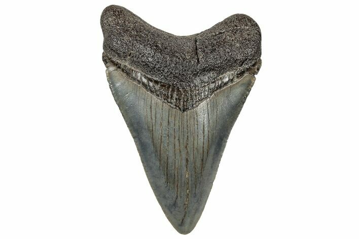 Serrated, Juvenile Megalodon Tooth - South Carolina #321417